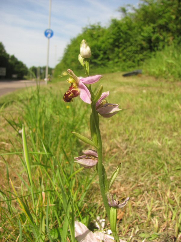 Bee orchid L.E.Way.jpg
