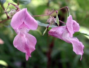 Himalayan Balsam flower