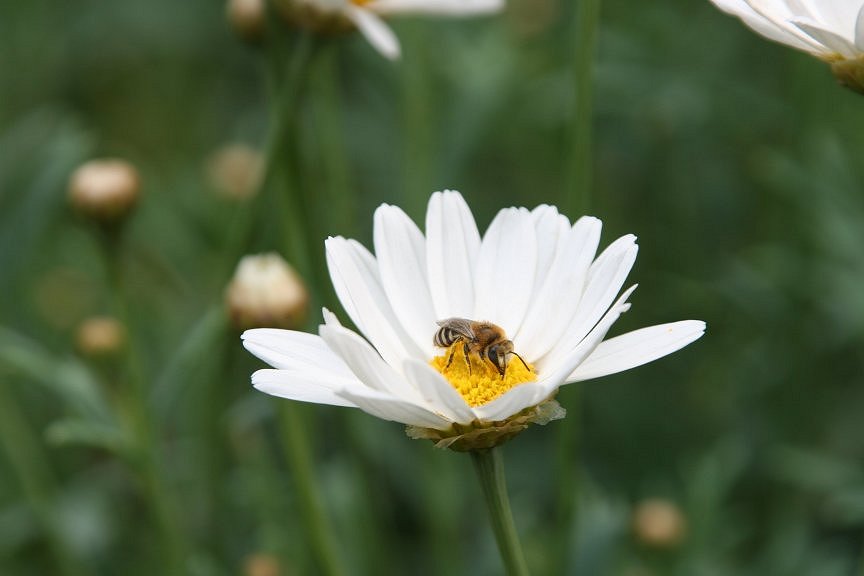 Andrena bee on daisy.jpg