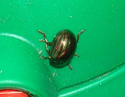 Rosemary Beetle2 by Anne Booths.jpg