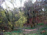 Lindenhill Wood