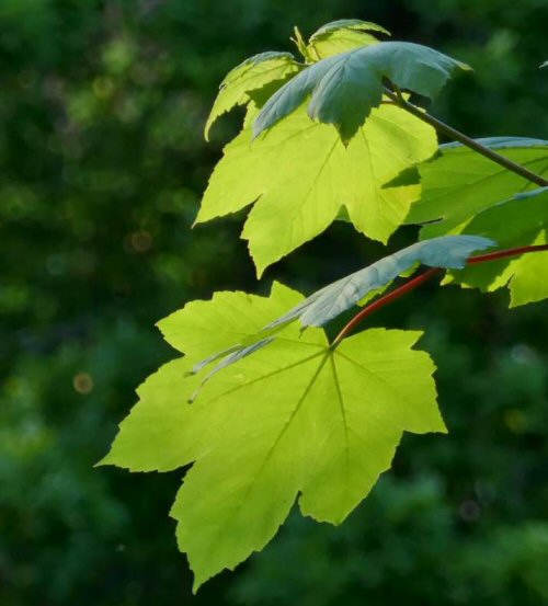 leaves