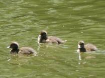 tufted ducks